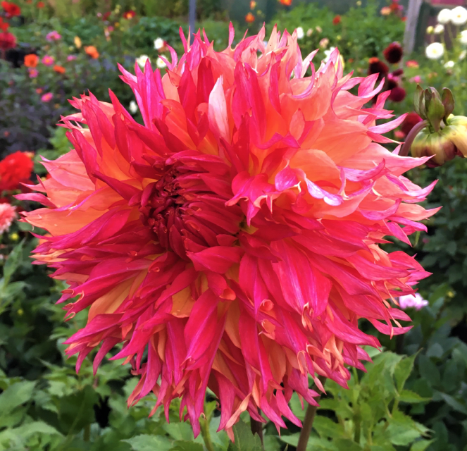 Dahlia Myrtles Folly